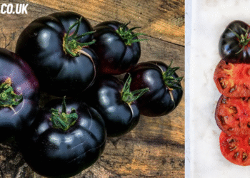 black beauty tomato